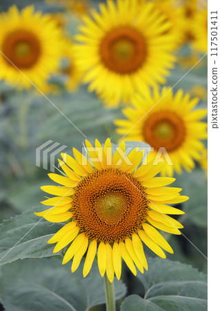 盛開的向日葵 117501411