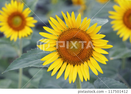 盛開的向日葵 盛開的向日葵 117501412