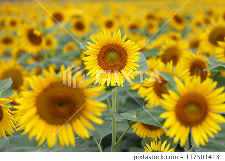 盛開的向日葵 117501413
