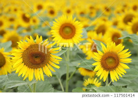 盛開的向日葵 117501414