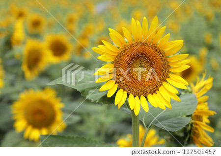 盛開的向日葵 盛開的向日葵 117501457