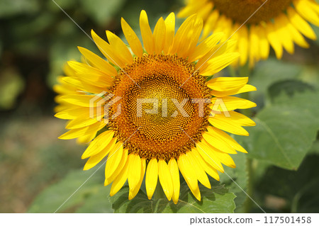 盛開的向日葵 117501458