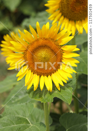 盛開的向日葵 盛開的向日葵 117501459