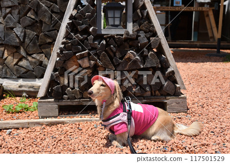 A dog in front of firewood A dog in front of firewood 117501529