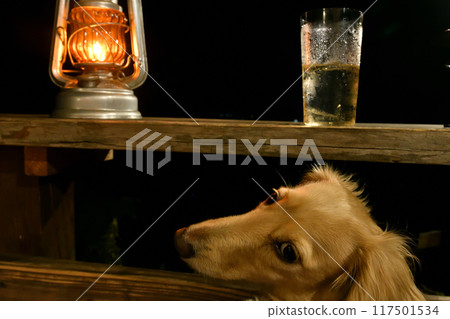 Drinking water with pets at a campsite 117501534