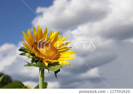 Sunflower in full bloom Sunflower in full bloom 117501620