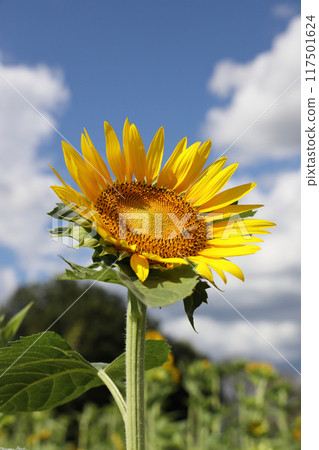 Sunflower in full bloom Sunflower in full bloom 117501624