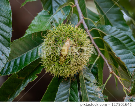 A young chestnut with its burrs splitting open 117501645