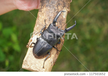 Palawan giant stag beetle Palawan giant stag beetle 117501652