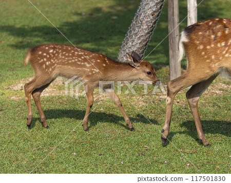 Cute fawn in Nara Park 117501830