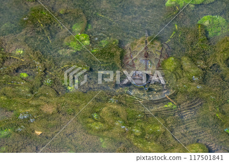 灌溉渠道龜（草形） 117501841
