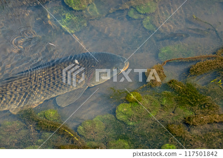 鯉魚在運河裡 117501842