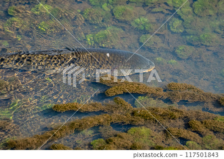 Carp in a canal 117501843
