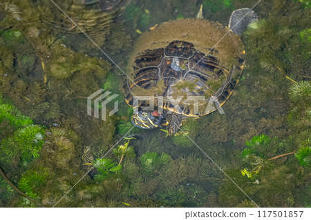 Red-eared slider in a canal 117501857