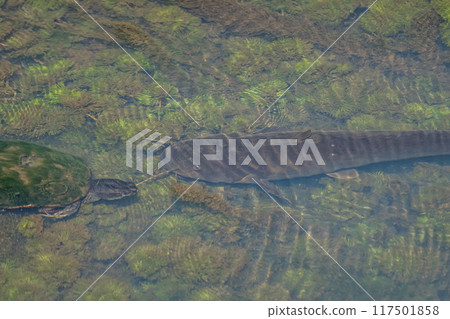 Catfish in the irrigation channel 117501858