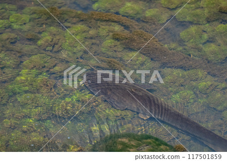 Catfish in the irrigation channel 117501859