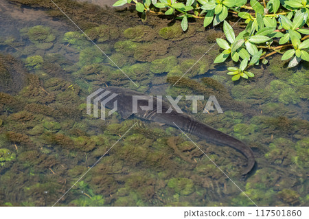 Catfish in the irrigation channel 117501860