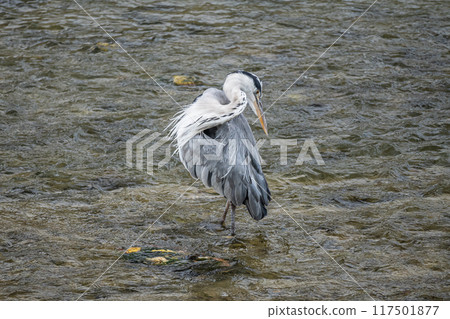 Gray heron Gray heron 117501877