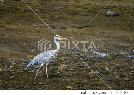 灰鷺 117501883