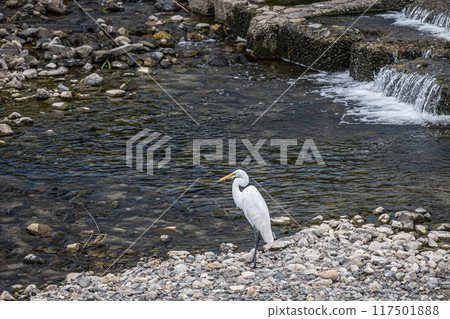 Great Egret of the Kamo River Great Egret of the Kamo River 117501888