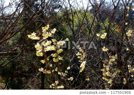 灌木叢中盛開的臘梅[1月，相模原市津久井] 117501908