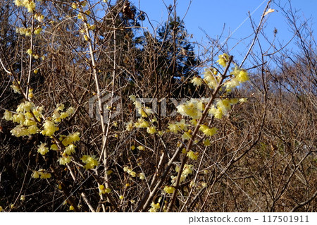 Wintersweet blooming in a thicket [January, Tsukui, Sagamihara City] 117501911