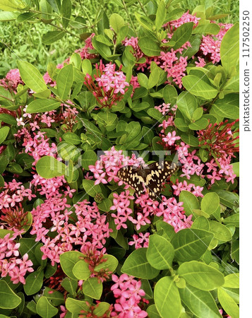 花與蝴蝶03 117502250