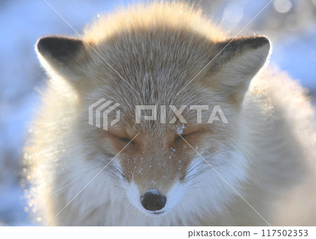 Adorable fox Adorable fox 117502353