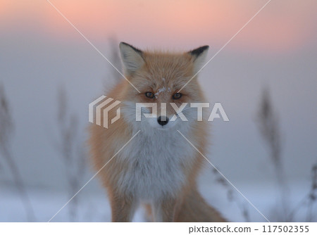 A fox living in the snowy plains of harsh winter A fox living in the snowy plains of harsh winter 117502355