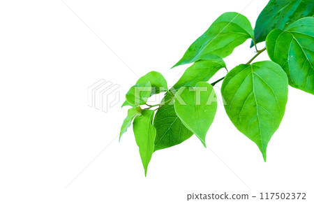 A precisely clipped Bougainvillea glabra leaf image with accurate clipping paths, set against a white background, 117502372