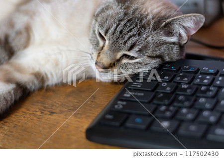 Siamese tabby cat sleeping with keyboard as pillow 117502430