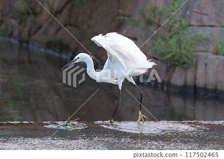 A Little Egret Walking with a Clear Mind A Little Egret Walking with a Clear Mind 117502465