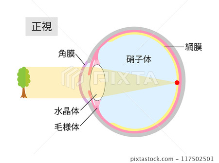 Cross-section of the eye showing normal vision 2 Cross-section of the eye showing normal vision 2 117502501