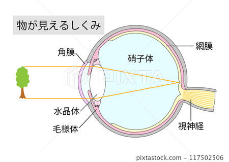 眼睛的插圖顯示如何看見事物 1 眼睛的插圖顯示如何看見事物 1 117502506