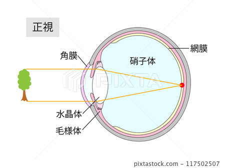 顯示正常視力的眼睛橫切面圖 1 顯示正常視力的眼睛橫切面圖 1 117502507