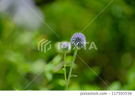 The Higodai flower blooms The Higodai flower blooms 117503556