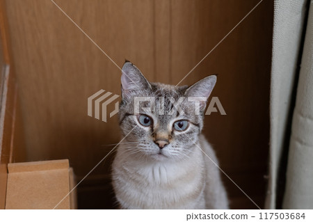 Staring cat Siamese tabby cat 117503684