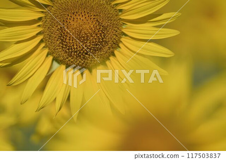 有吸引力的向日葵 117503837