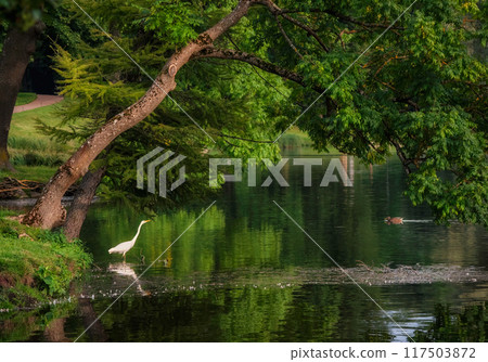 Beautiful white heron poses on a pond under a large green tree. Beautiful white heron poses on a pond under a large green tree. 117503872