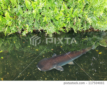 paroon Shark Catfish swimming in pond by natural fern plant paroon Shark Catfish swimming in pond by natural fern plant 117504081
