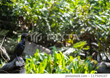 Little Great Cormorant bird on wood log at forest of Little Amazon 117504107