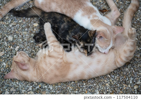 Tabby brown cat mom feed breast milk to its kittens Tabby brown cat mom feed breast milk to its kittens 117504110