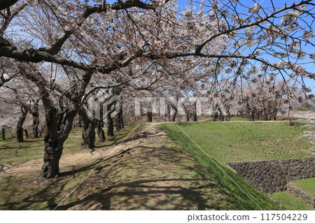 春天的函館/五棱郭公園 117504229