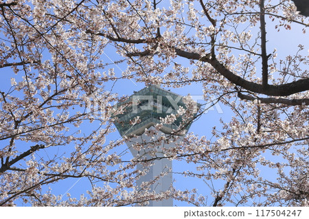 春天的函館/五棱郭公園 117504247