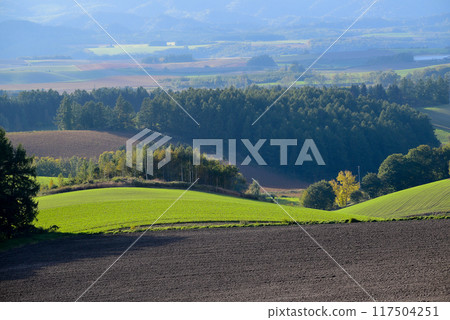 秋天綠色的麥田在夕陽的照射下閃閃發光 秋天綠色的麥田在夕陽的照射下閃閃發光 117504251
