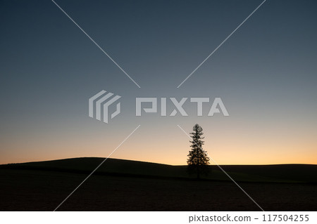 Beautiful sunset sky and pine trees in a field Beautiful sunset sky and pine trees in a field 117504255