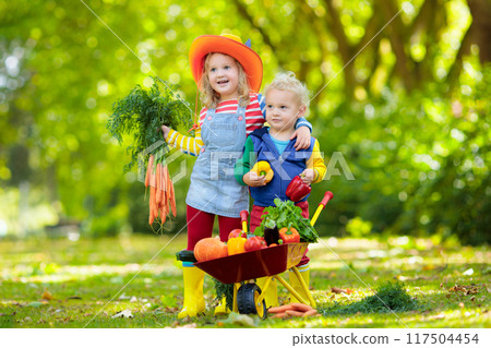 Kids picking vegetables on organic farm Kids picking vegetables on organic farm 117504454