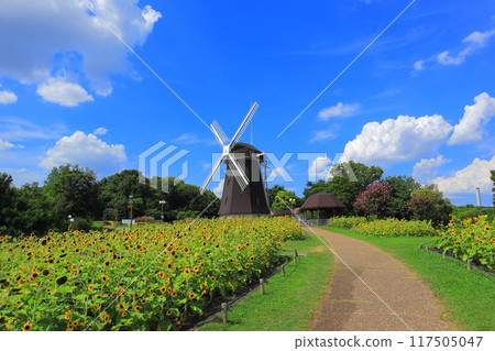 大阪府大阪市鶴見綠地公園風車之丘的向日葵 117505047