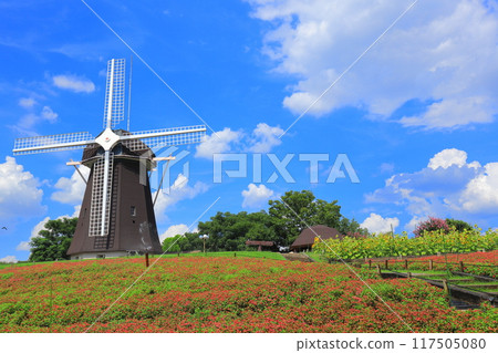 大阪府大阪市鶴見綠地公園風車之丘的向日葵 大阪府大阪市鶴見綠地公園風車之丘的向日葵 117505080
