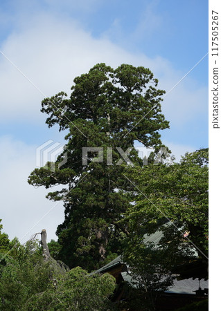 Shiogama Shrine Old Sacred Cedar Tree Shiogama Shrine Old Sacred Cedar Tree 117505267